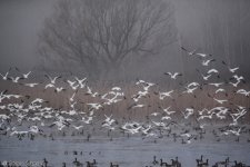 DSC_8566.jpg