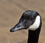 DSC_2817.jpg