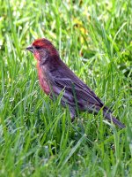 Sparrow.jpg