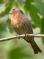 Sparrow3.jpg