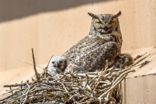 Owlets-1.jpg
