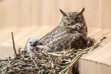 Owlets-2.jpg