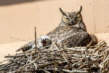 Owlets-3.jpg