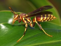 Wasp.jpg