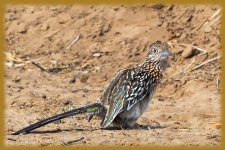 roadrunner2-cr.jpg
