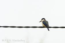 15B_0608_webshot.jpg