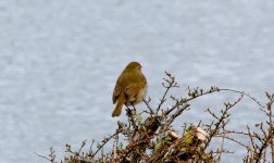 DSC_1610.jpg