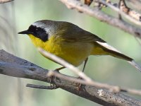 CommonYellow2.jpg