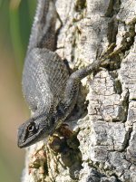 Lizard.jpg
