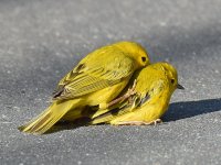 YellowWarbler6.jpg