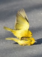 YellowWarbler5.jpg