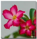 flowerred-3.jpg
