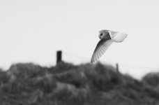 Untitled-9.jpg