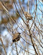 Sparrow pair.jpg