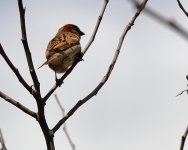 sparrow1.jpg