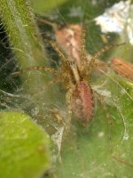 Spider.jpg
