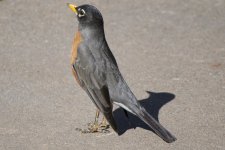 DSC_0201.jpg
