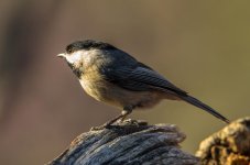 20150404-4-4 birds-2769.jpg