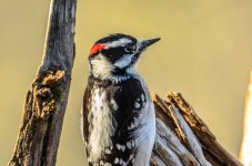 20150404-4-4 birds-2776.jpg