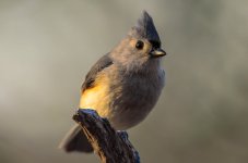 20150404-4-4 birds-2806.jpg
