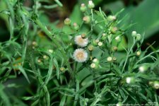 FSC_7852.jpg