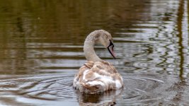 DSC_1665.jpg
