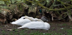 DSC_7079.jpg