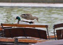 DSC_7060.jpg