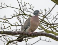 DSC_7056.jpg
