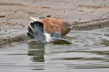 DSC_7033.jpg
