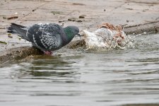 DSC_7039.jpg