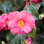 Pink Camelia.jpg