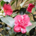 Pink White  Camelia_.jpg
