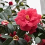 Red  Camelia 2.jpg