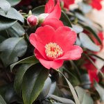 Red Camelia.jpg