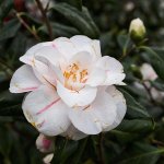 White Pink Camelia_.jpg