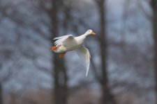 DSC_1271.jpg
