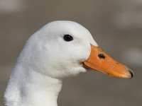 DSC_1204.jpg