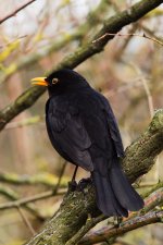 DSC_1169.jpg