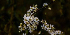 DSC_1679.jpg
