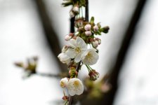 Sakura 8.jpg