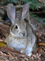 Rabbit.jpg