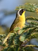 YellowThroat5.jpg