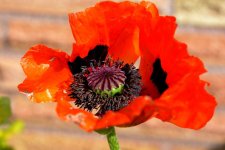 big floppy poppy.jpg