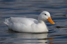 DSC_1283.jpg