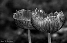 Monochrome fungi-.jpg