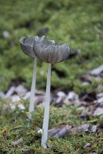 Fungi sentries-.jpg