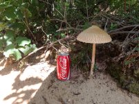 Toadstool.jpg