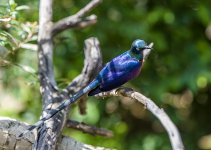 Pretty Bird.jpg