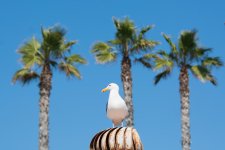 SoCal-3.jpg